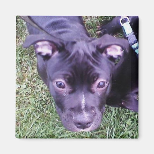 Pitbull Puppy Magnet (Vorne)