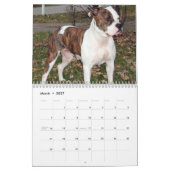 Pitbull retten den Zuchtkalender Kalender (Mär 2027)