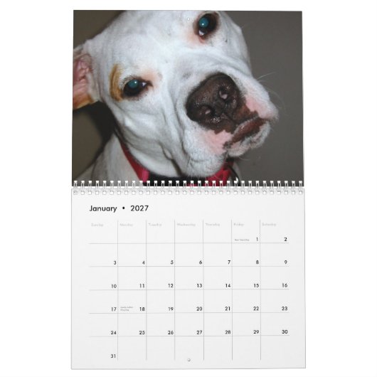 Pitbull retten den Zuchtkalender Kalender (Jan 2027)