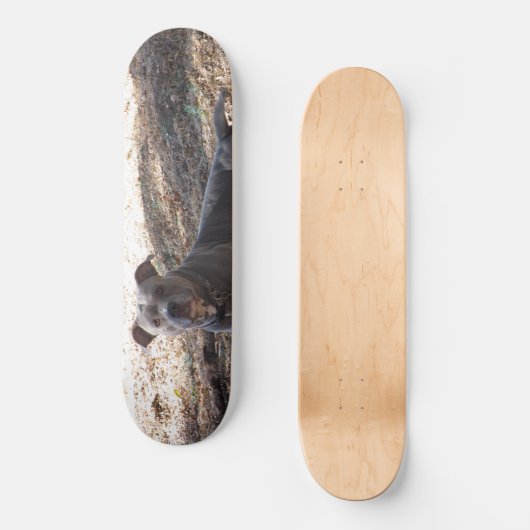 Pitbull Skateboard (Vorderseite)