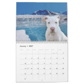 Pitbull stolz kalender (Jan 2027)