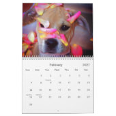 Pitbull stolz kalender (Feb 2027)