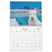 Pitbull stolz kalender (Jan 2027)