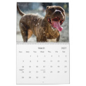 Pitbull stolz kalender (Mär 2027)