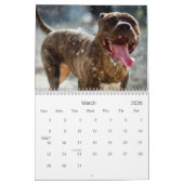 Pitbull stolz kalender (Mär 2026)