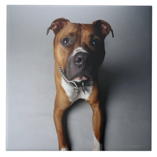 Pitbull Terrier, das sich hinlegt Fliese (Vorderseite)