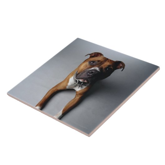 Pitbull Terrier, das sich hinlegt Fliese (Seite)