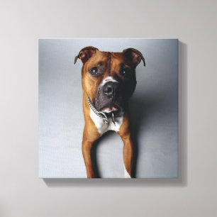 Pitbull Terrier, das sich hinlegt Leinwanddruck