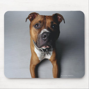 Pitbull Terrier, das sich hinlegt Mousepad