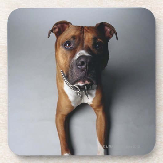 Pitbull Terrier, das sich hinlegt Untersetzer (Vorderseite)