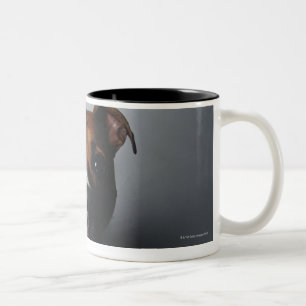 Pitbull Terrier, das sich hinlegt Zweifarbige Tasse