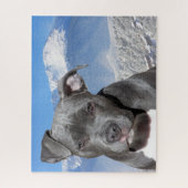 Pitbull Terrier. Puzzle (Vertikal)