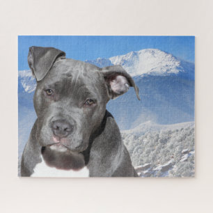 Pitbull Terrier. Puzzle
