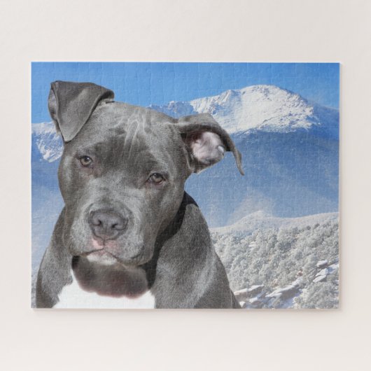 Pitbull Terrier. Puzzle (Horizontal)