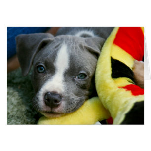 Pitbull-Terrier-Welpen-Karte - "Mikey "