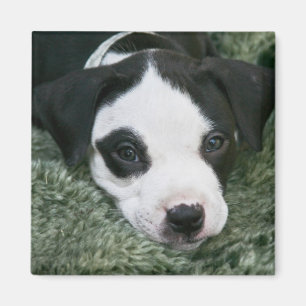 Pitbull-Terrier-Welpen-Magnet - "Angie " Magnet