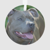Pitbull Terrierhund Ornament (Rückseite)