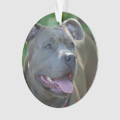 Pitbull Terrierhund Ornament (Vorderseite)
