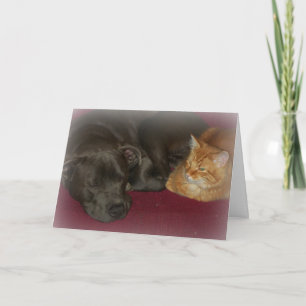 Pitbull und Tabby Cat Friends Forever Karte