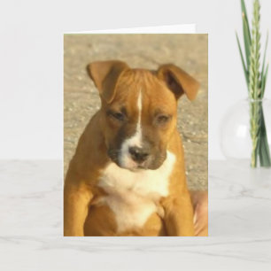Pitbull Welpen-Grußkarte Karte