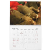 Pitbull Welpen wachsen Kalender auf (Feb 2027)