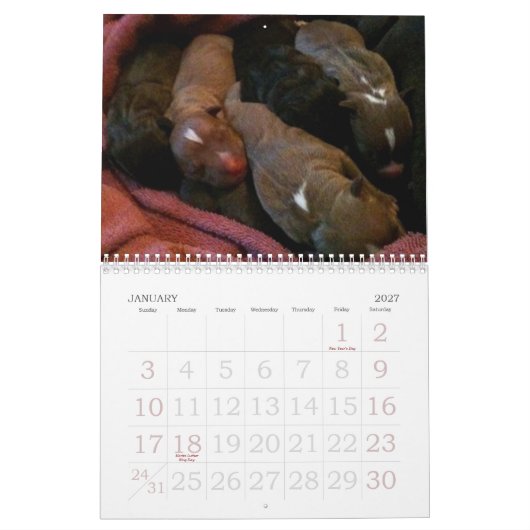 Pitbull Welpen wachsen Kalender auf (Jan 2027)