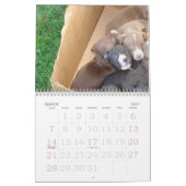 Pitbull Welpen wachsen Kalender auf (Mär 2027)