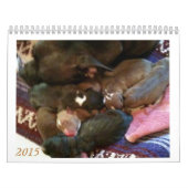 Pitbull Welpen wachsen Kalender auf (Titelbild)