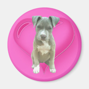 Pitbull Welpenmagnet Magnet