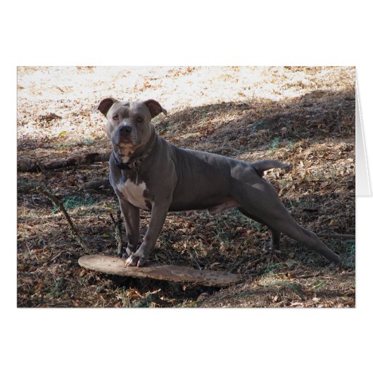 Pitbulle mit Skateboard Eile Back Card (Vorderseite (Horizontal))