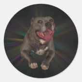 Pitbulle Stickers (Vorderseite)