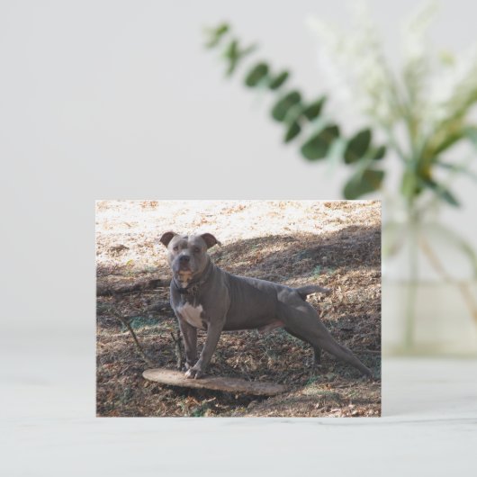 Pitbulle und Skateboard Postkarte (Stehend Vorderseite)