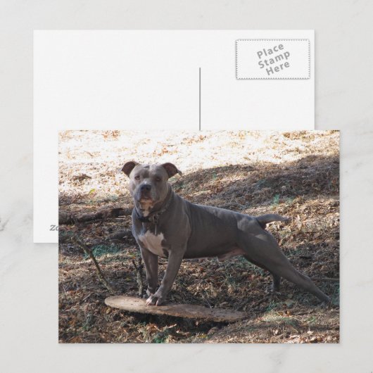 Pitbulle und Skateboard Postkarte (Vorne/Hinten)