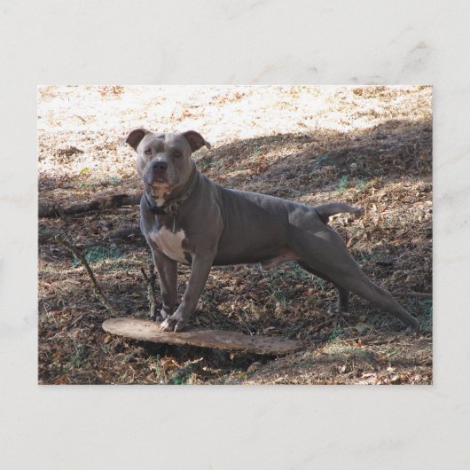 Pitbulle und Skateboard Postkarte (Vorderseite)