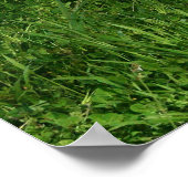 Pitbullposter Poster (Ecke)