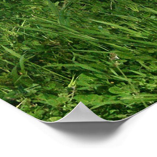 Pitbullposter Poster (Ecke)