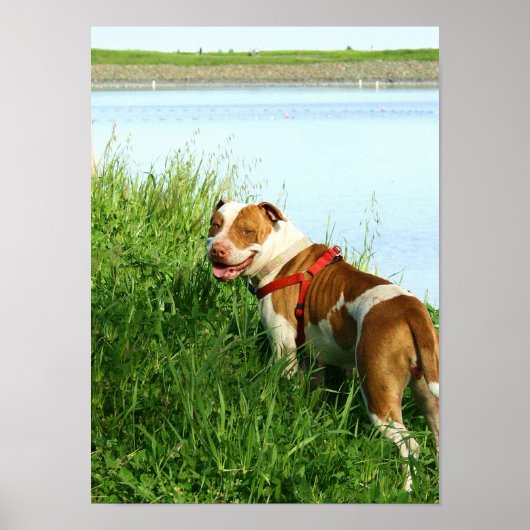 Pitbullposter Poster (Vorne)