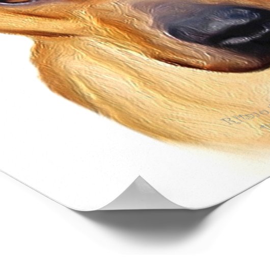 Pitbullposter Poster (Ecke)