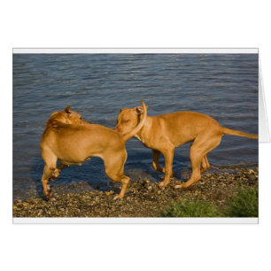 pitbulls in der Liebe