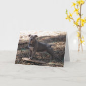 Pitbuls mit Skateboard Dare Sie bekommen Wohlfühlk Karte (Gelbe Blume)