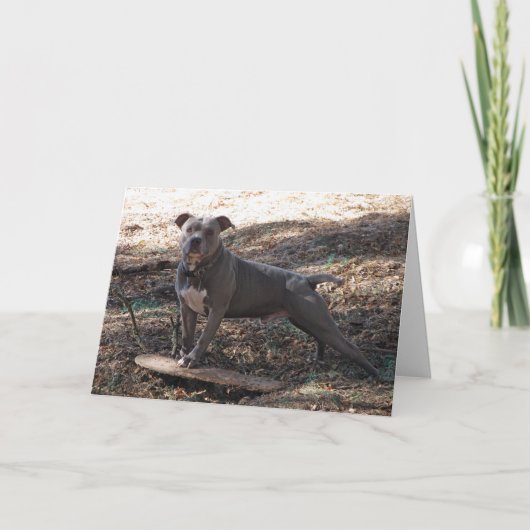 Pitbuls mit Skateboard Dare Sie bekommen Wohlfühlk Karte (Vorderseite)