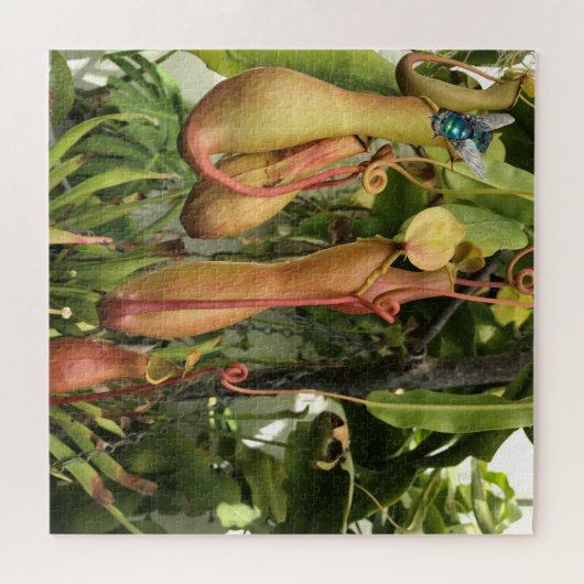 Pitcher-Pflanze, Affenköpfe mit Bluebottle Puzzle (Horizontal)
