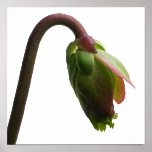 Pitcher Pflanze Blume Bud Poster