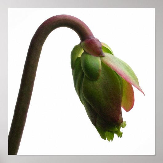 Pitcher Pflanze Blume Bud Poster (Vorne)