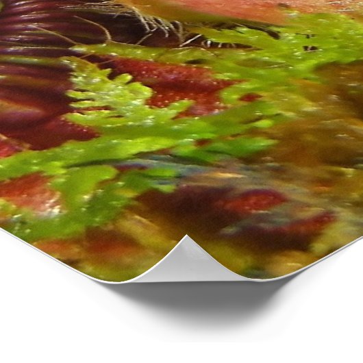 Pitcher-Pflanze Poster (Ecke)