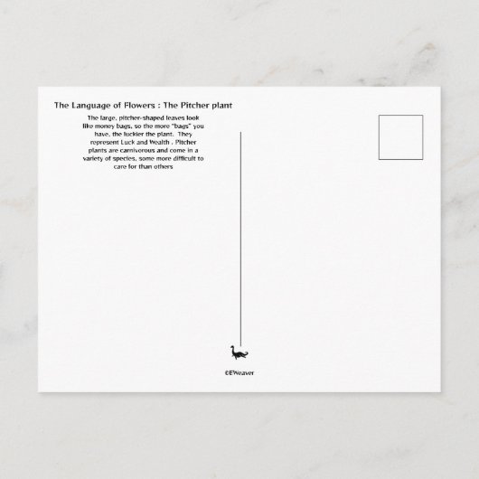 Pitcher-Pflanze Postkarte (Rückseite)