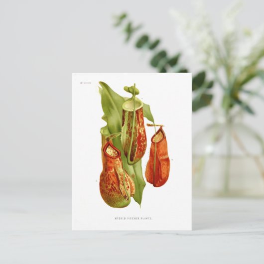 Pitcher-Pflanze Postkarte (Stehend Vorderseite)