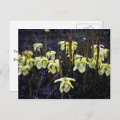 Pitcher-Pflanze Postkarte (Vorne/Hinten)