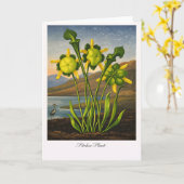 Pitcher Plant — Modern Botanical Reinterpretation Karte (Gelbe Blume)