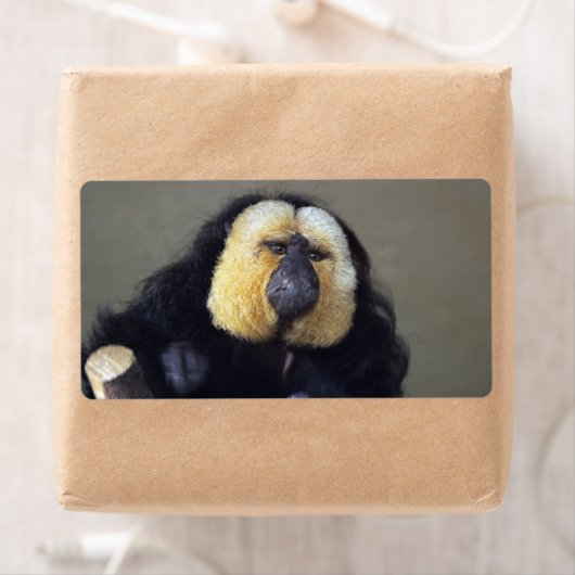 Pithecia pithecia (Insitu)